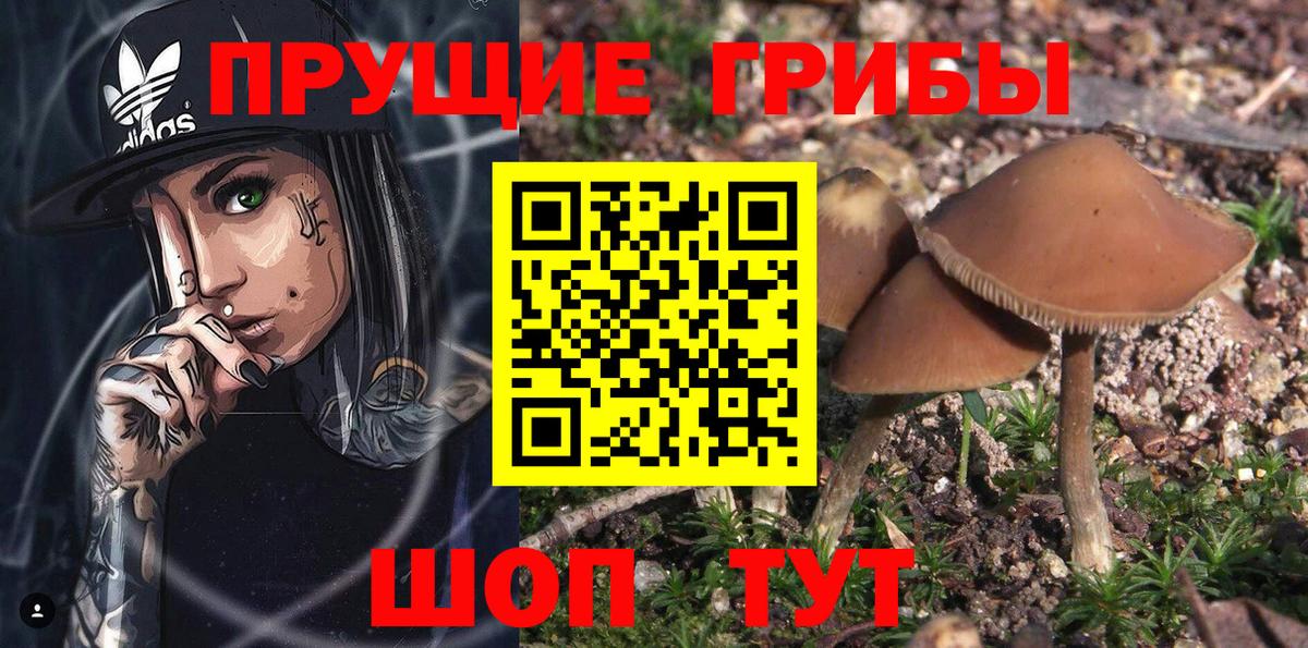 Шатура  где купить   Вход с VPN  Галлюциногенные грибы Psilocybine cubensis 